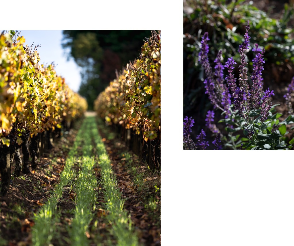 Plantations de semi dans les rangs de vignes et photo de fleurs