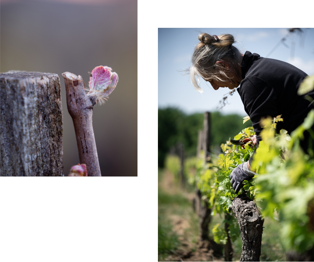 Flower and leaf thinning in the vineyard of Chateau de Ferrand