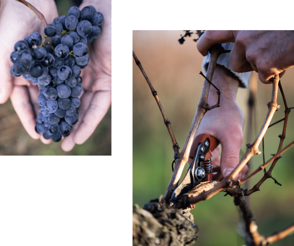 Grappe de raisin et illustration de la taille de la vigne pendant l'hiver