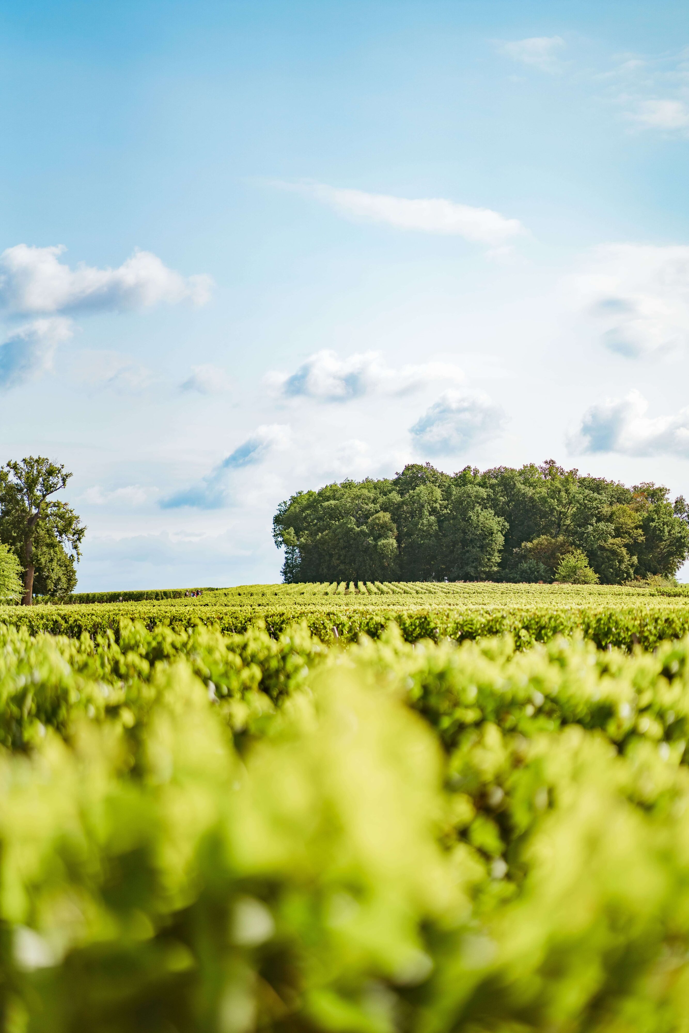 vignes de ferrand (hd)